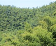 竹子的特點(diǎn)有哪些？